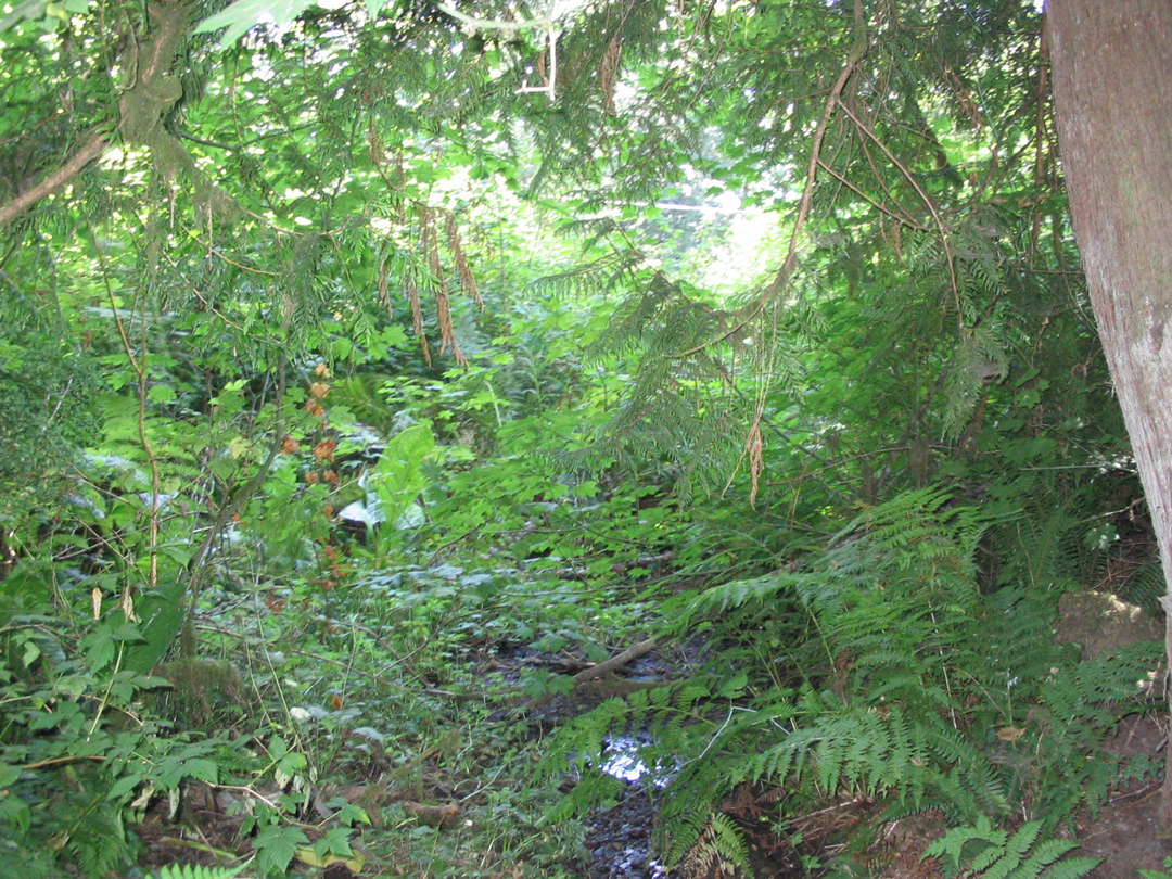 By the stream 3.jpg 1110.0K